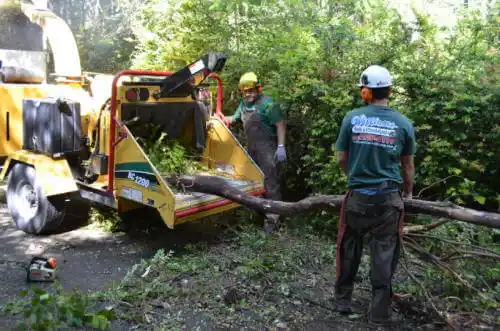 tree services Mount Shasta